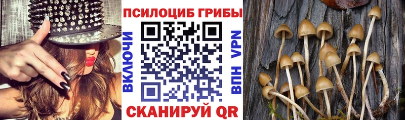 Псилоцибиновые грибы Psilocybe  Купить  Невель 